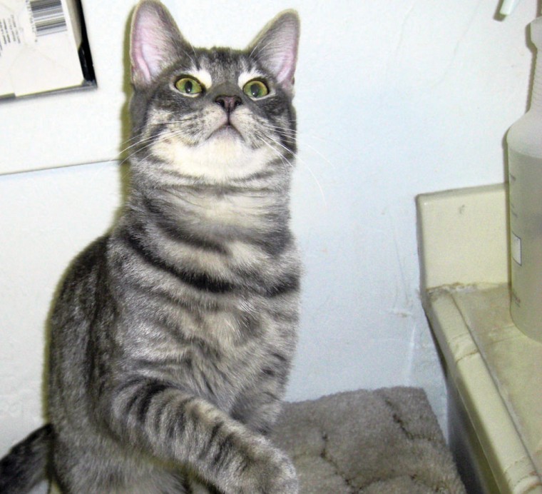 Pet of the Week: Gage